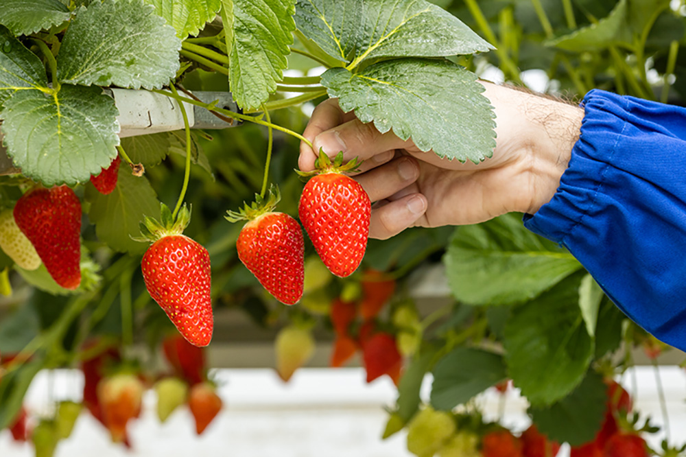 france-food-gourmet-producer