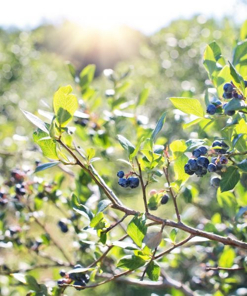 blueberries-1576403