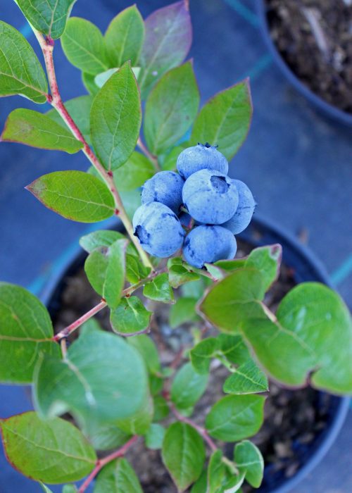 blueberry-1062708