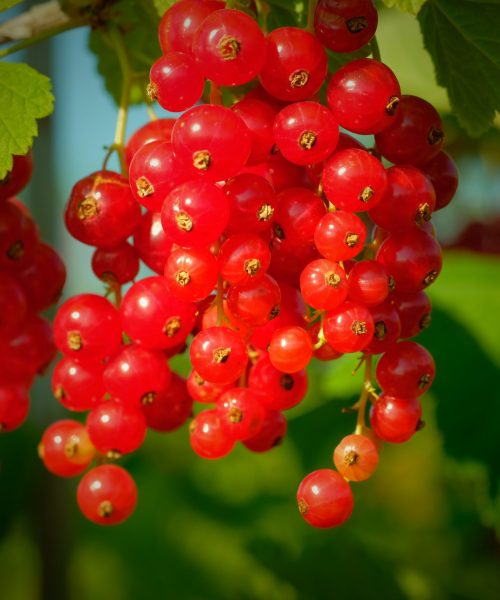 currants-2412976