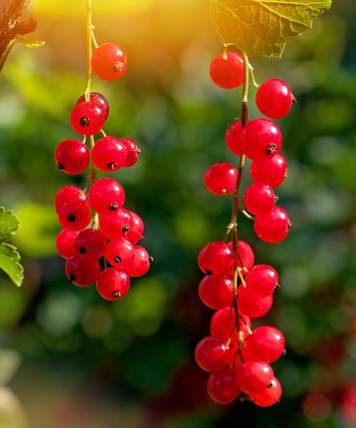 red-currant-998157